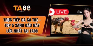 Trực Tiếp Đá Gà Tre - Top 5 Sảnh Đấu Nảy Lửa Nhất Tại TA88